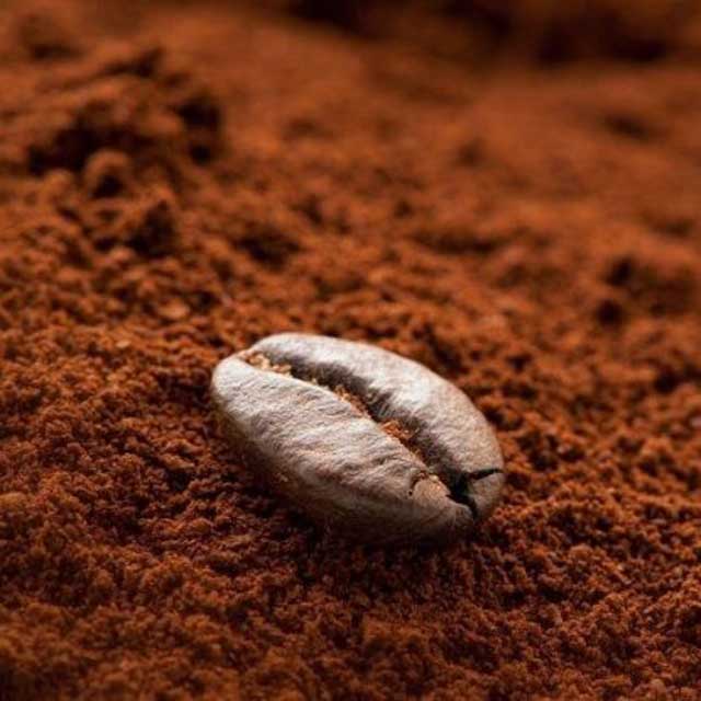 Arabica